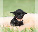 Small Photo #23 Chihuahua Puppy For Sale in WARSAW, IN, USA