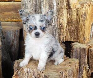Chihuahua Puppy for Sale in POTEAU, Oklahoma USA