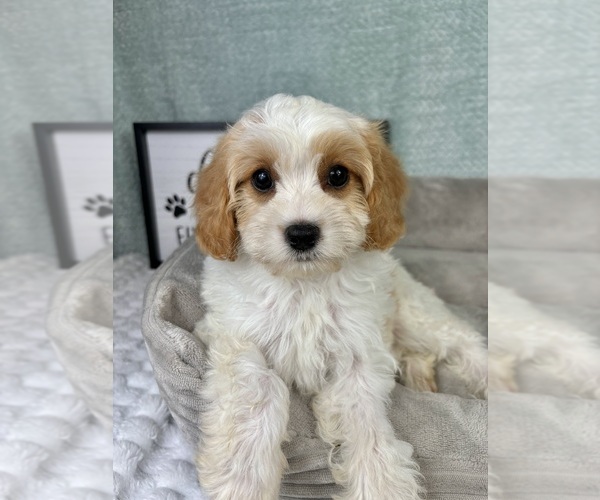 Medium Photo #6 Cavapoo Puppy For Sale in FRANKLIN, IN, USA