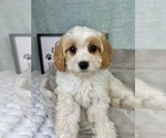 Small #5 Cavapoo