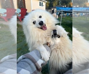 Father of the Japanese Spitz puppies born on 05/18/2026