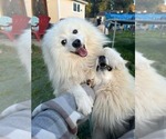 Small Photo #1 Japanese Spitz Puppy For Sale in CLEARLAKE OAKS, CA, USA