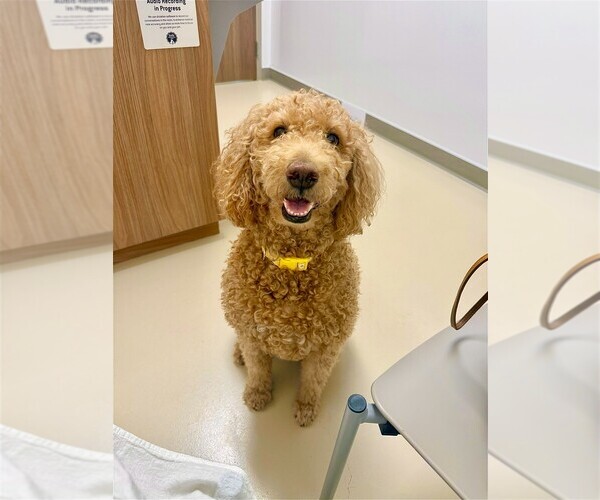 Medium Photo #1 Goldendoodle Puppy For Sale in BUDA, TX, USA