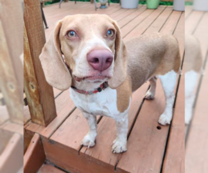 Beagle Dogs for adoption in Brooklyn Center, MN, USA