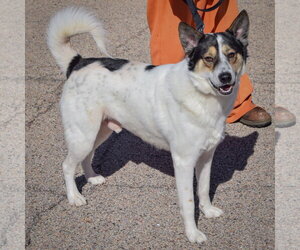 Winston - Male Collie-German Shepherd Dog Mix Dog for Adoption - Photo #2