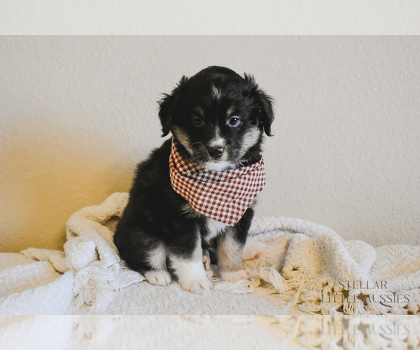 Medium Photo #12 Miniature Australian Shepherd Puppy For Sale in FORT RUCKER, AL, USA