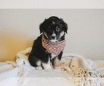 Small Photo #12 Miniature Australian Shepherd Puppy For Sale in FORT RUCKER, AL, USA