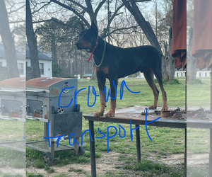 Father of the Doberman Pinscher puppies born on 05/19/2025