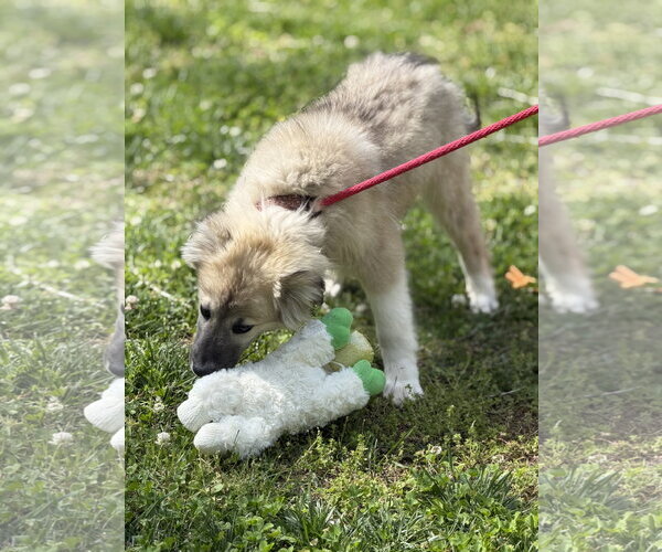 Medium Photo #3 German Shepherd Dog-Great Pyrenees Mix Puppy For Sale in Yardley, PA, USA
