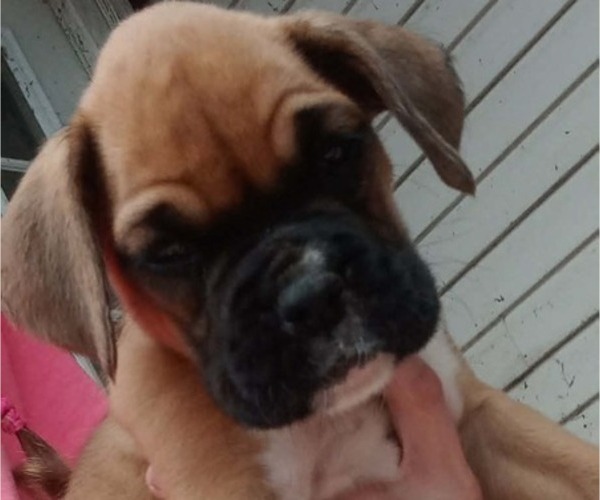 Medium Photo #1 Boxer Puppy For Sale in PULASKI, NY, USA