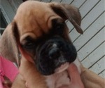 Puppy 5 Boxer