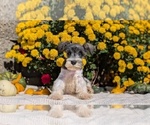 Small Photo #10 Schnauzer (Miniature) Puppy For Sale in GOSHEN, IN, USA
