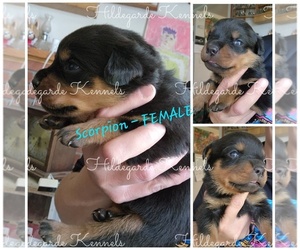 Rottweiler Puppy for sale in KLAMATH FALLS, OR, USA