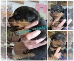 Image preview for Ad Listing. Nickname: 2025 Litter