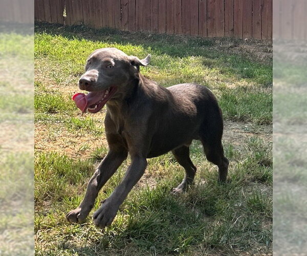 Medium Photo #4 Labmaraner Puppy For Sale in Wetumpka, AL, USA