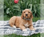 Small #1 Goldendoodle