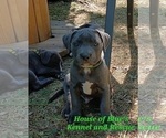 Small #17 American Pit Bull Terrier