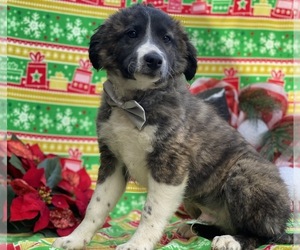 Border Collie-Golden Retriever Mix Puppy for sale in LANCASTER, PA, USA