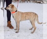 Small Photo #4 Catahoula Leopard Dog-Unknown Mix Puppy For Sale in Huntley, IL, USA