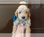 Small #3 Goldendoodle (Miniature)