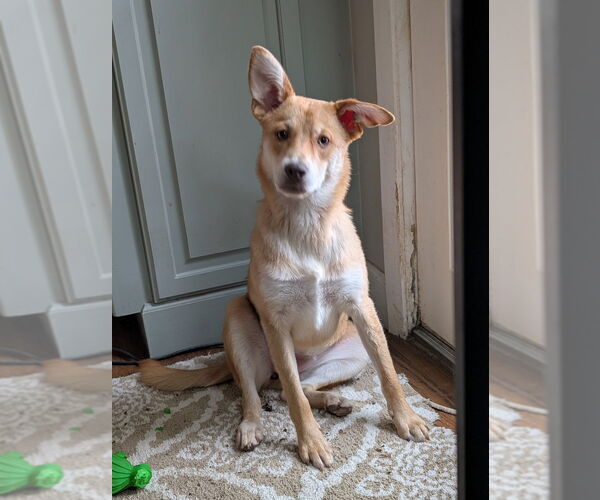 Medium Photo #4 Carolina Dog-Unknown Mix Puppy For Sale in Boston, MA, USA