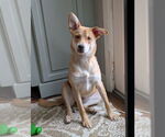 Small #3 Carolina Dog Mix