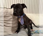 Small #4 American Pit Bull Terrier Mix