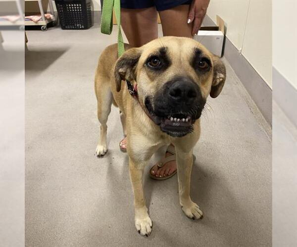 Medium Photo #1 German Shepherd Dog-Unknown Mix Puppy For Sale in Modesto, CA, USA