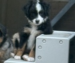 Small #6 Miniature Australian Shepherd