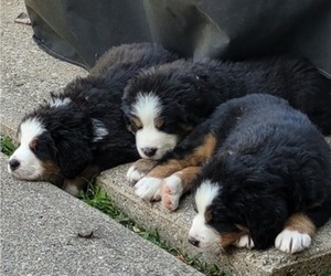 Bernese Mountain Dog Puppy for sale in LANSING, MI, USA