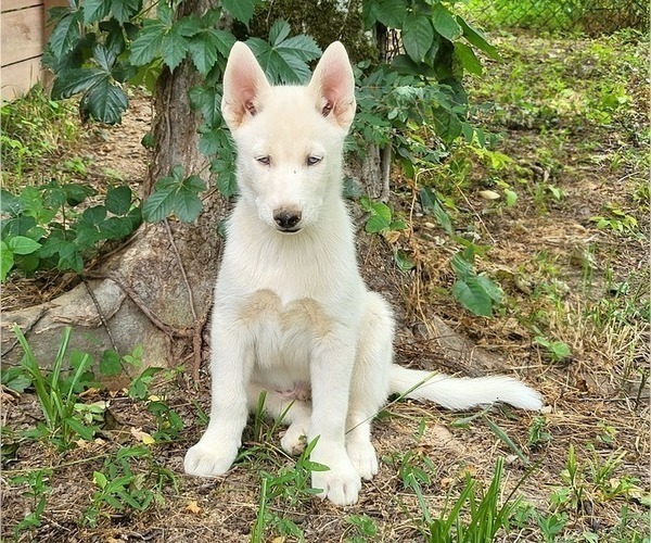Medium Photo #6 Siberian Husky Puppy For Sale in NASHVILLE, TN, USA