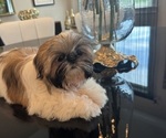 Small #2 Shih Tzu