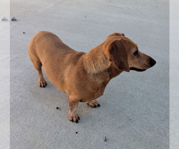Medium Photo #5 Dachshund Puppy For Sale in Shelbyville, TN, USA