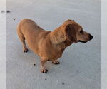 Small #4 Dachshund