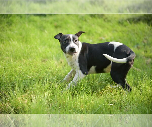 Medium Photo #6 Bulldog-Unknown Mix Puppy For Sale in SHERBURNE, NY, USA