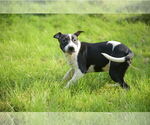 Small #5 Bulldog Mix