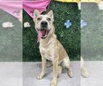 Small Photo #1  Puppy For Sale in , 