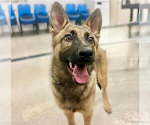 German Shepherd Dog Dogs for adoption in Santa Rosa, CA, USA