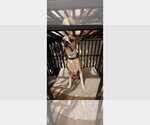 Bentley II - Male Boxer Dog for Adoption - Small photo