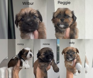 Shorkie Tzu Puppy for sale in COLORADO SPRINGS, CO, USA