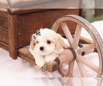 Small #2 Cavapoo