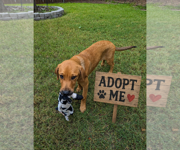Medium Photo #6 Black Mouth Cur-Labrador Retriever Mix Puppy For Sale in Euless, TX, USA