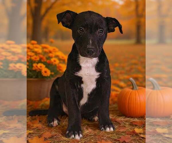 Medium Photo #3 American Pit Bull Terrier-Unknown Mix Puppy For Sale in Talladega, AL, USA