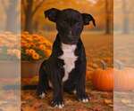 Small Photo #3 American Pit Bull Terrier-Unknown Mix Puppy For Sale in Talladega, AL, USA