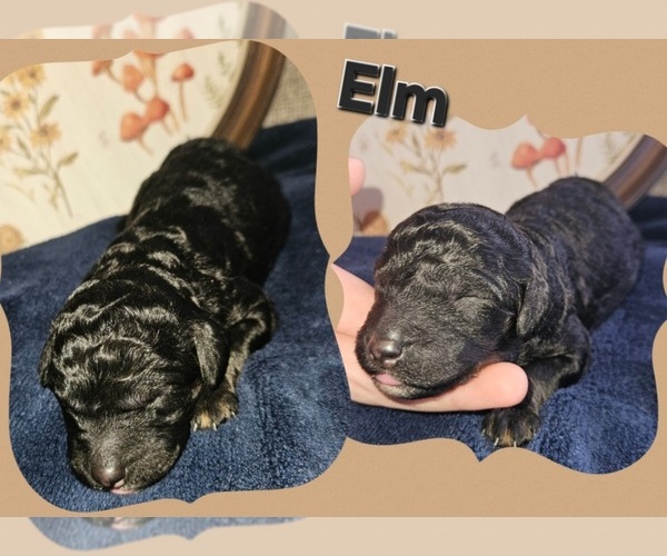 Medium Photo #1 Poodle (Standard) Puppy For Sale in HAVANA, IL, USA