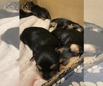 Small Photo #4 Yorkshire Terrier Puppy For Sale in FONTANA, CA, USA