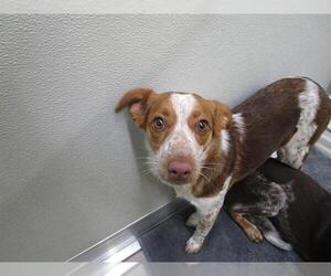 Mutt Dogs for adoption in Temple, TX, USA