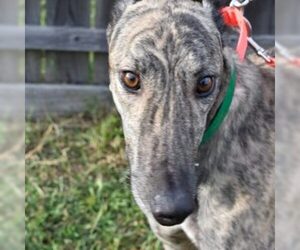 Greyhound Dogs for adoption in Grandville, MI, USA