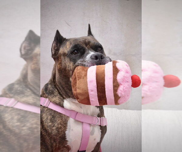 Medium Photo #13 Mutt Puppy For Sale in Philadelphia, PA, USA