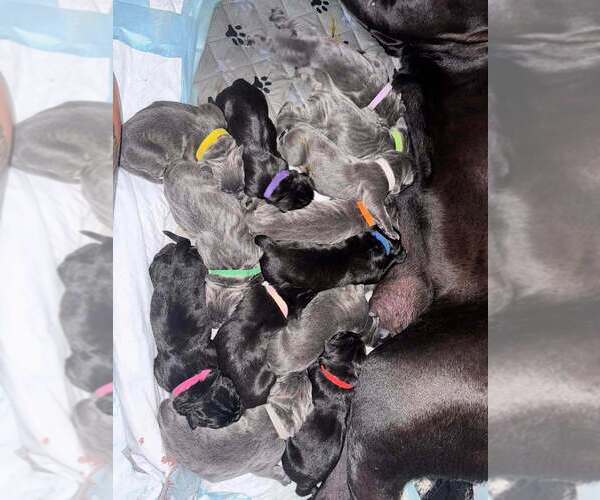 Medium Photo #1 Cane Corso Puppy For Sale in BARBOURSVILLE, VA, USA